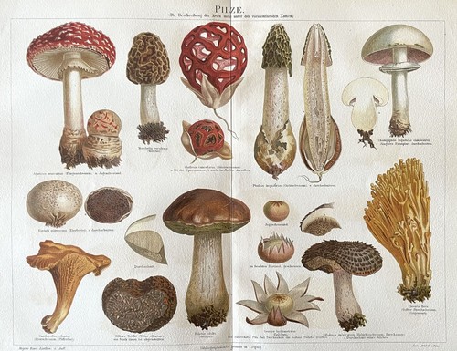 Pilze historische - pilze,