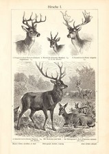 Hirsche I. - II. historischer
