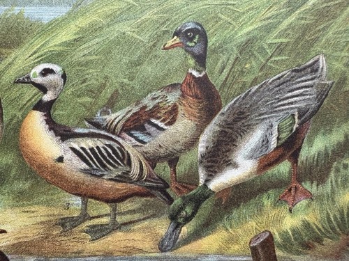 Antike grafik fauna enten - fauna:,