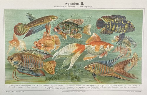 Antike grafik fauna fische - antike,