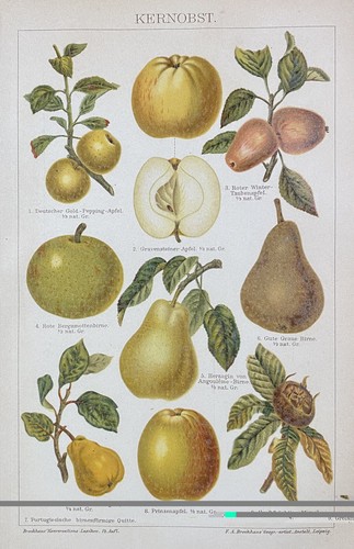 Antike grafik pomologie obst - pomologie,