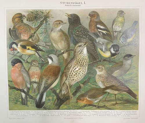 Antike grafik fauna vögel - antike,
