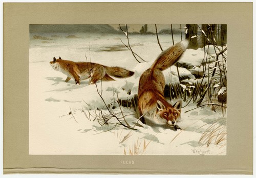 Fuchs füchse rotfuchs schnee - füchse,