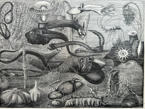 Antike grafik fauna - antike,