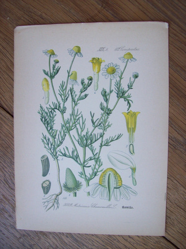 Antike grafik - antike,