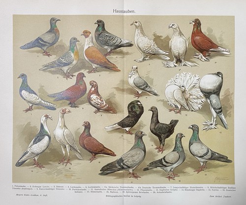 Antike grafik fauna tauben - antike, fauna: