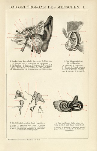 Gehör mensch anatomie - mensch,
