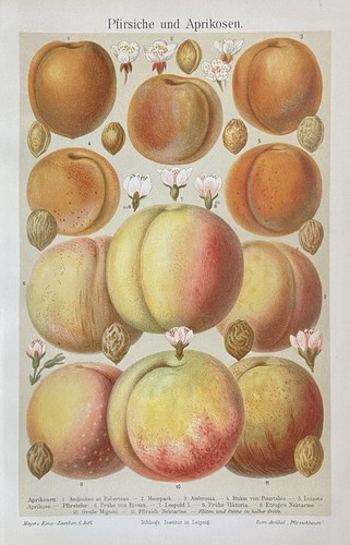 Antike grafik pomologie - grafik, obst
