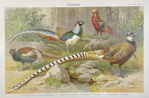 Antike grafik fauna - antike, fasanen