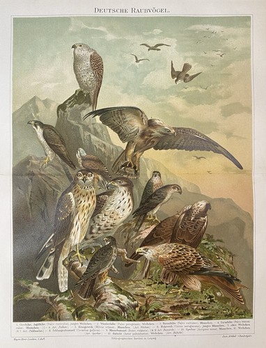 Antike grafik fauna deutsche - fauna:,