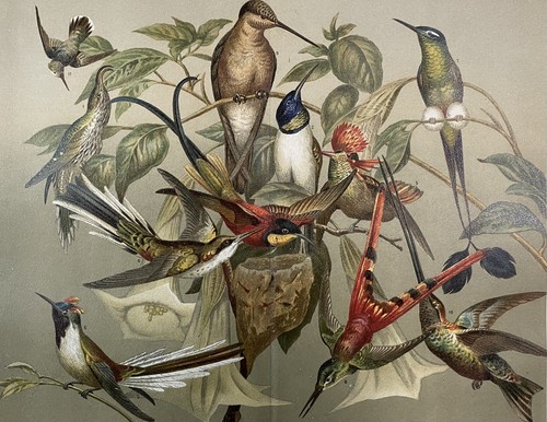 Antike grafik fauna vögel - grafik,