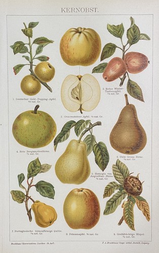 Antike grafik pomologie - antike, obst