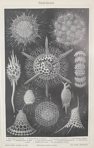 Antike grafik fauna - antike,