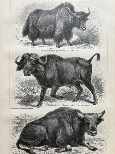 Antike grafik fauna - antike,
