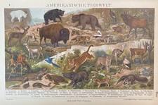 antiker Druck Fauna