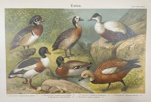 Antike grafik fauna enten - fauna:,