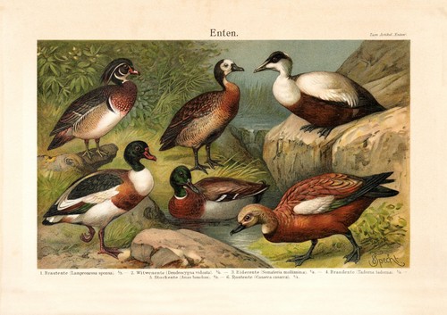 Enten historischer druck - enten,