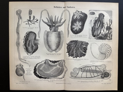 Antike grafik fauna muscheln - grafik, fauna:
