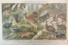 antiker Druck Fauna